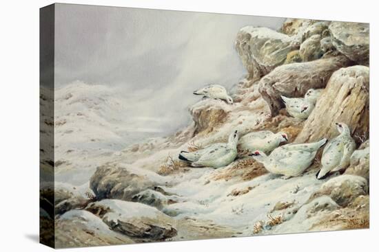 Ptarmigan in snow covered landscape-Carl Donner-Premier Image Canvas