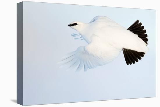 Ptarmigan winter plumage, in flight, Finland-Markus Varesvuo-Premier Image Canvas