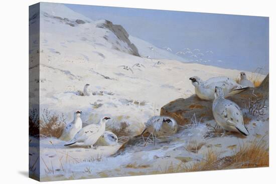 Ptarmigan-Archibald Thorburn-Premier Image Canvas