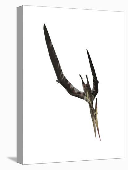 Pteranodon Flying Reptile-Stocktrek Images-Stretched Canvas