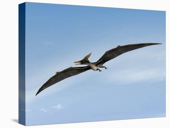 Pteranodon Pterosaur, Artwork-Friedrich Saurer-Premier Image Canvas