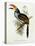 Pteroglossus Hypoglaucus from 'Tropical Birds'-John Gould-Premier Image Canvas