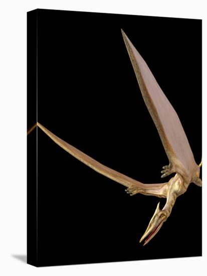 Pterosaur Flying, Computer Artwork-Roger Harris-Premier Image Canvas