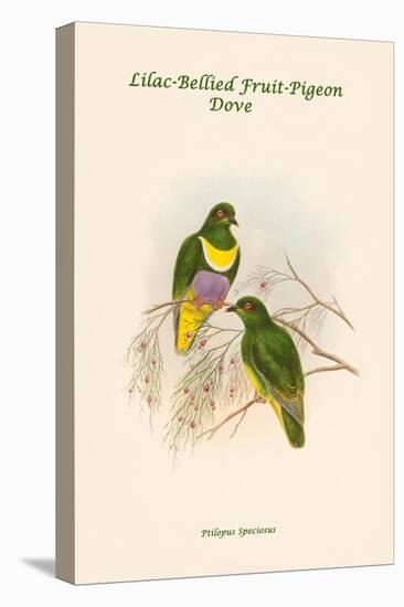 Ptilopus Speciosus - Lilac-Bellied Fruit-Pigeon - Dove-John Gould-Stretched Canvas