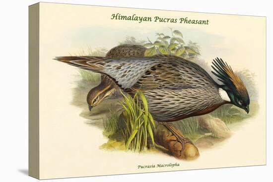 Pucrasia Macrolopha Himalayan Pucras Pheasant-John Gould-Stretched Canvas