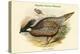 Pucrasia Nipalensis - Nepalese Pucras Pheasant-John Gould-Stretched Canvas