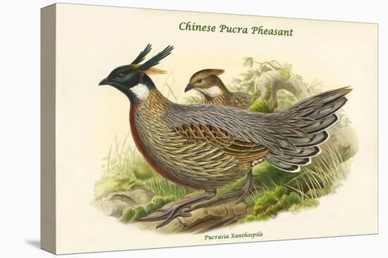 Pucrasia Xanthospila - Chinese Pucra Pheasant-John Gould-Stretched Canvas
