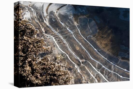 Puddles in Deep Tractor Ruts Frozen on a Cold Bright Winter Morning in January, West Berkshire-Nigel Cattlin-Premier Image Canvas