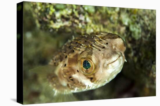 Puffer Fish with Green Eyes in the Clear Waters Off Staniel Cay, Exuma, Bahamas-James White-Premier Image Canvas