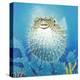 Puffer Fish-Durwood Coffey-Premier Image Canvas