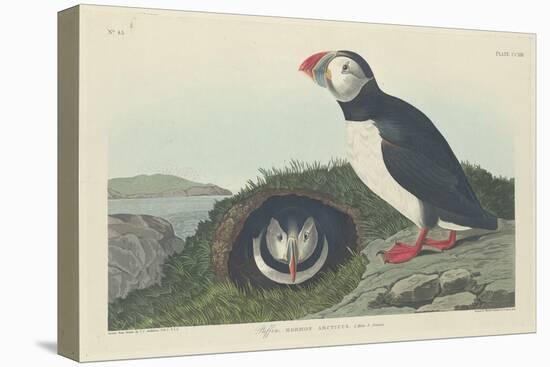 Puffin, 1834-John James Audubon-Premier Image Canvas