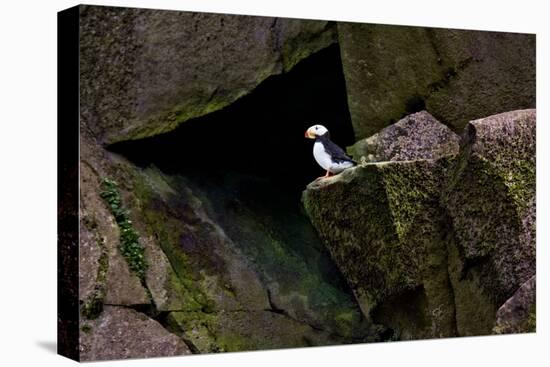 Puffin Cave-Howard Ruby-Premier Image Canvas
