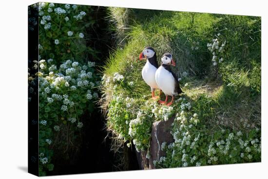 Puffin Couple Guarding their Nest-Howard Ruby-Premier Image Canvas