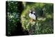 Puffin Couple Guarding their Nest-Howard Ruby-Premier Image Canvas