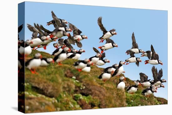 Puffin Fishing Party Departs for Sea-Howard Ruby-Premier Image Canvas