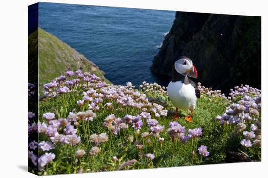 Puffin (Fratercula Arctica) by Entrance to Burrow Amongst Sea Thrift (Armeria Sp.) Shetlands, UK-Alex Mustard-Premier Image Canvas