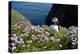 Puffin (Fratercula Arctica) by Entrance to Burrow Amongst Sea Thrift (Armeria Sp.) Shetlands, UK-Alex Mustard-Premier Image Canvas