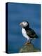 Puffin (Fratercula Arctica), Skomer Island, Pembrokeshire, Wales, United Kingdom-Steve & Ann Toon-Premier Image Canvas