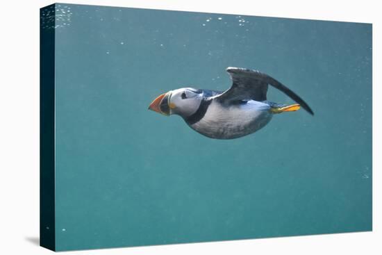 Puffin (Fratercula Arctica) Swimming Underwater, Farne Islands, Northumberland, UK, July-Alex Mustard-Premier Image Canvas