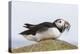 Puffin (Fratercula arctica) with sand eels, Farne Islands, Northumberland, England, United Kingdom,-Ann and Steve Toon-Premier Image Canvas