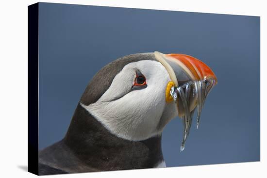 Puffin (Fratercula Arctica) with Sand Eels in Beak, Farne Islands, Northumberland, June-Rob Jordan-Premier Image Canvas