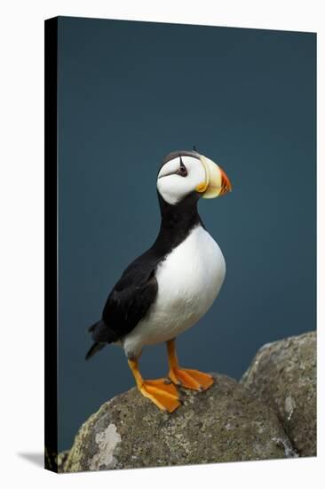 Puffin, Katmai National Park, Alaska-Paul Souders-Premier Image Canvas