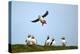 Puffin Landing-Howard Ruby-Premier Image Canvas