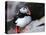 puffin on a ledge-AdventureArt-Premier Image Canvas