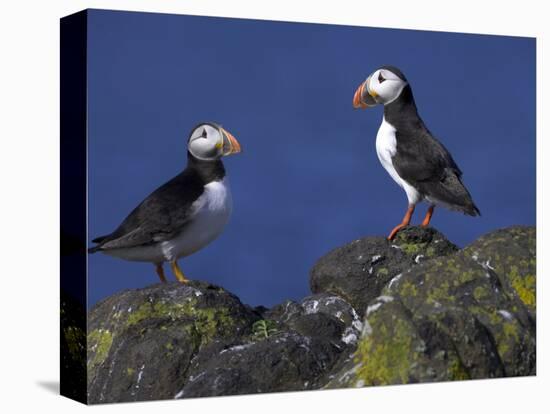 Puffin on Rock, Fratercula Arctica, Isle of May, Scotland, United Kingdom-Steve & Ann Toon-Premier Image Canvas