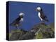 Puffin on Rock, Fratercula Arctica, Isle of May, Scotland, United Kingdom-Steve & Ann Toon-Premier Image Canvas