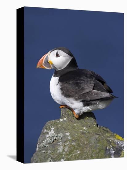 Puffin on Rock, Fratercula Arctica, Isle of May, Scotland, United Kingdom-Steve & Ann Toon-Premier Image Canvas