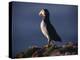 Puffin on Sea Cliffs, Scotland-Mark Hannaford-Premier Image Canvas