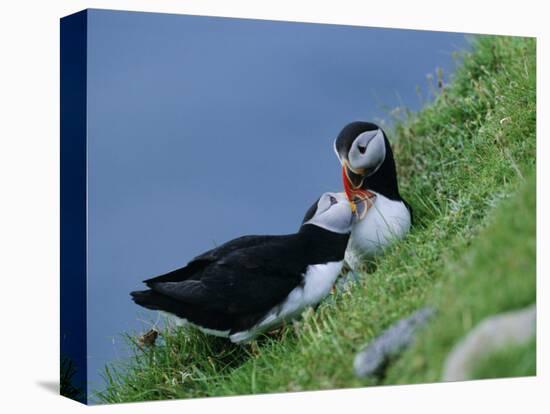 Puffin Pair (Fratercula Artica) Billing, Shetland Islands, Scotland, UK, Europe-David Tipling-Premier Image Canvas