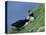 Puffin Pair (Fratercula Artica) Billing, Shetland Islands, Scotland, UK, Europe-David Tipling-Premier Image Canvas