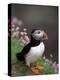 Puffin Portrait, Great Saltee Is, Ireland-Pete Oxford-Premier Image Canvas