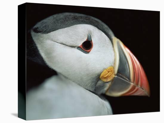 Puffin Portrait, Runde, Norway-Bence Mate-Premier Image Canvas