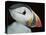 Puffin Portrait, Runde, Norway-Bence Mate-Premier Image Canvas