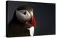 Puffin Portrait-null-Stretched Canvas