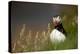 Puffin standing in grass, portrait, Shetland Islands, Scotland-Danny Green-Premier Image Canvas