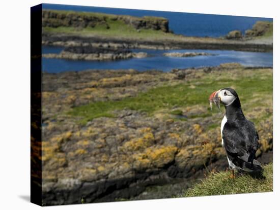 Puffin with Beak Full of Sand Eels, Isle of Lunga, Treshnish Isles, Inner Hebrides, Scotland, UK-Andy Sands-Premier Image Canvas