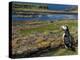 Puffin with Beak Full of Sand Eels, Isle of Lunga, Treshnish Isles, Inner Hebrides, Scotland, UK-Andy Sands-Premier Image Canvas