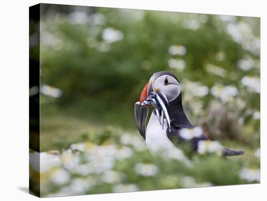 Puffin with Sand Eels-null-Premier Image Canvas