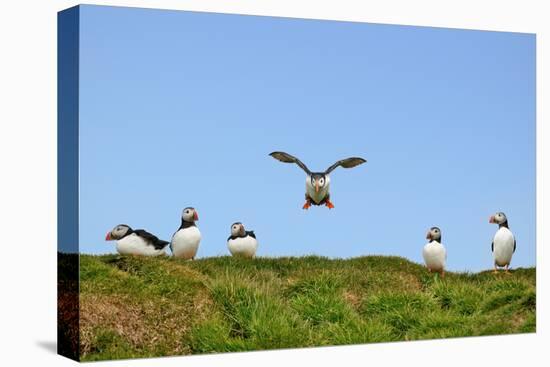 Puffin Wwii Flying Ace-Howard Ruby-Premier Image Canvas