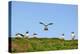 Puffin Wwii Flying Ace-Howard Ruby-Premier Image Canvas