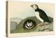 Puffin-John James Audubon-Premier Image Canvas