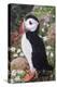 Puffin-Kirstie Adamson-Premier Image Canvas