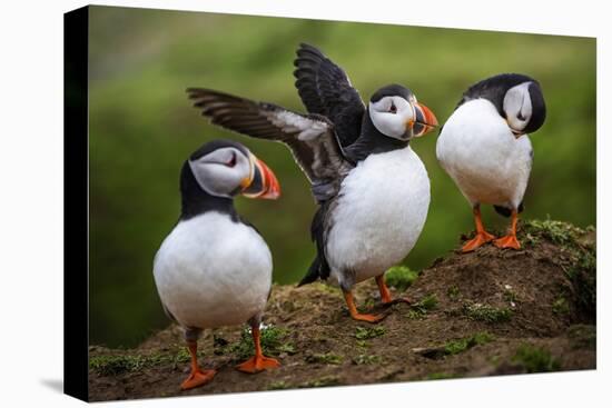 Puffins at the Wick, Skomer Island, Pembrokeshire Coast National Park, Wales-Photo Escapes-Premier Image Canvas