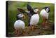 Puffins at the Wick, Skomer Island, Pembrokeshire Coast National Park, Wales-Photo Escapes-Premier Image Canvas