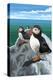 Puffins - Atlantic-Lantern Press-Stretched Canvas