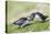 Puffins Courtship-null-Premier Image Canvas